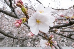 2013桜③