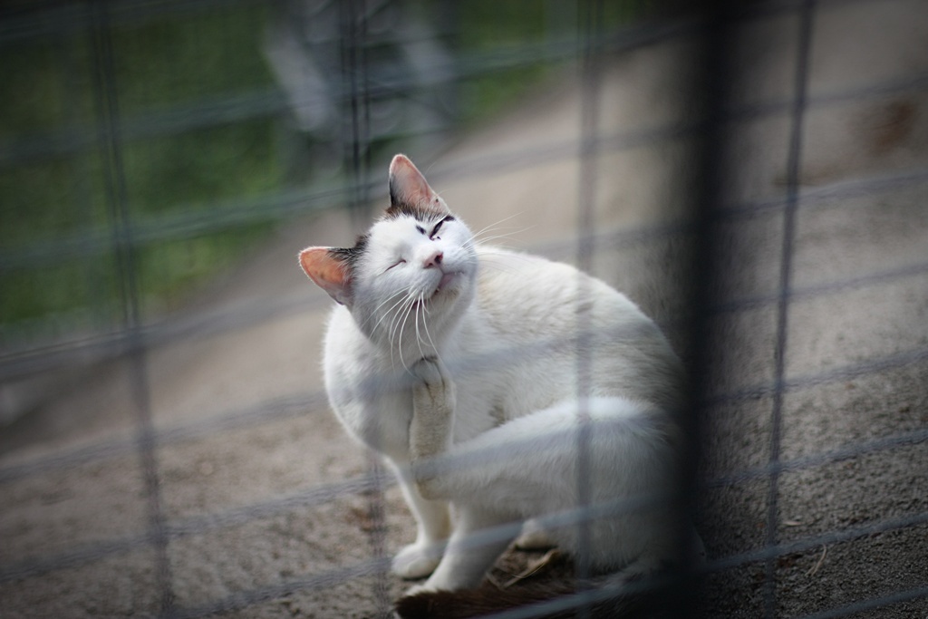 フェンスの向こうの猫