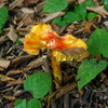 DSCN4675