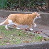デブ猫