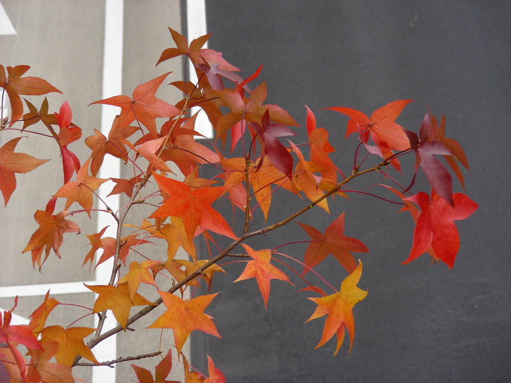 紅葉