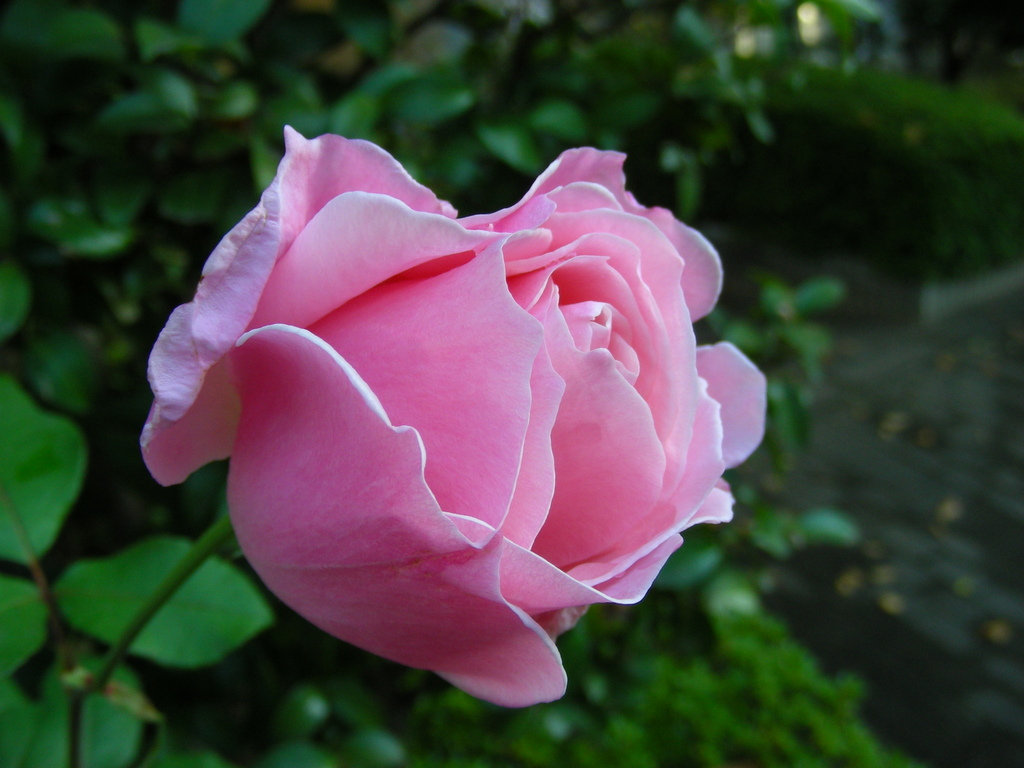薔薇
