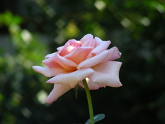 薔薇