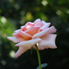 薔薇