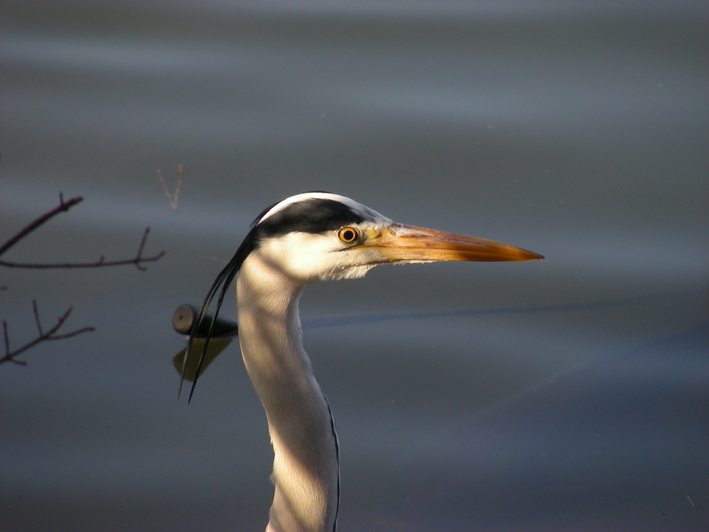 blue heron