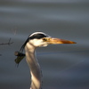 blue heron