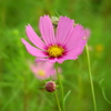 DSCN4625