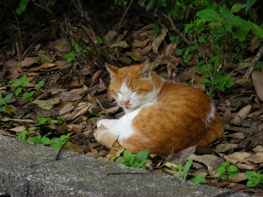 のらねこ