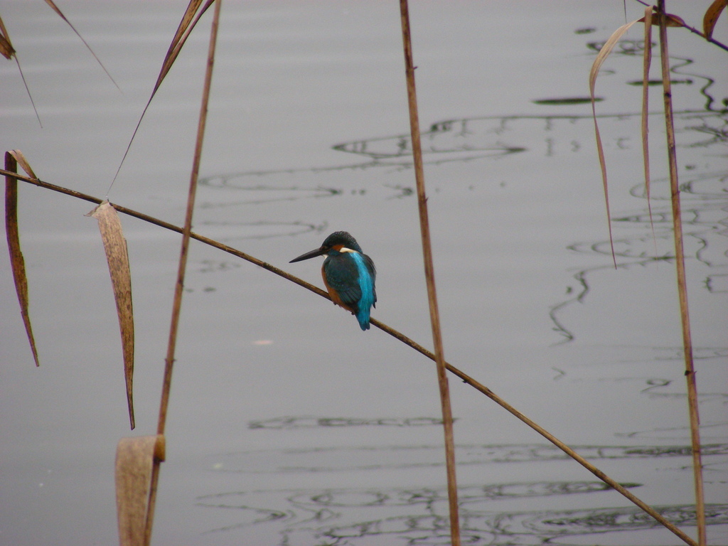 kingfisher 