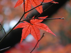 紅葉