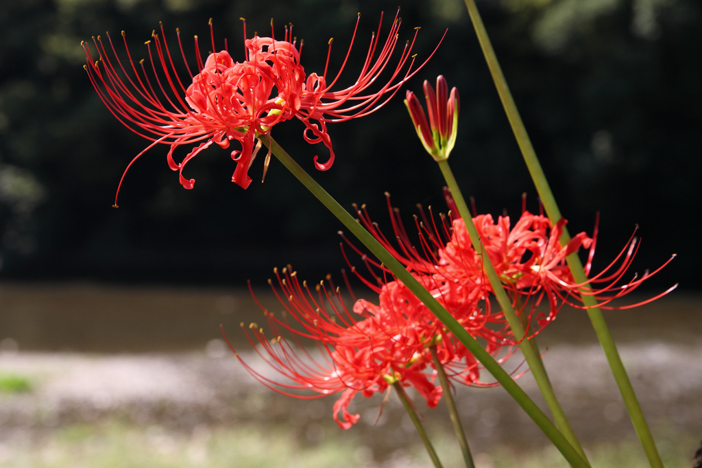 巾着田の曼珠沙華