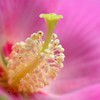 花の鼻