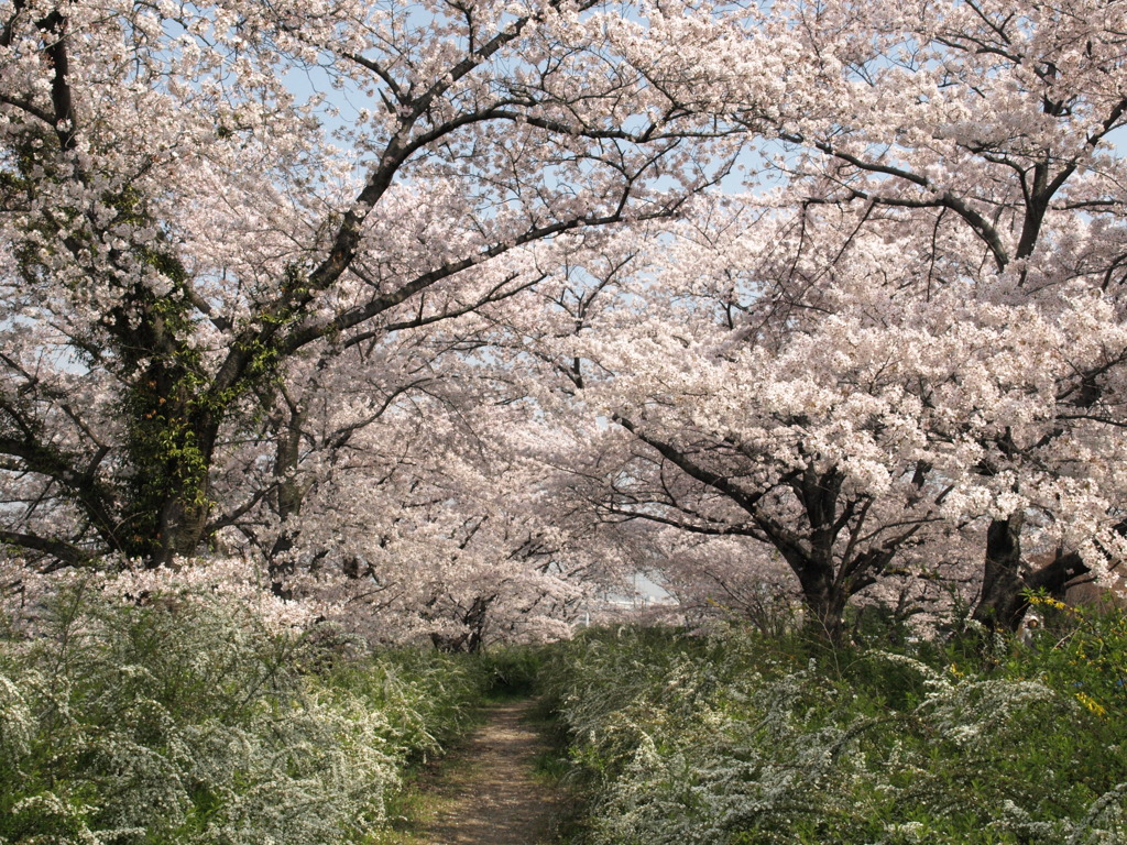 花の道