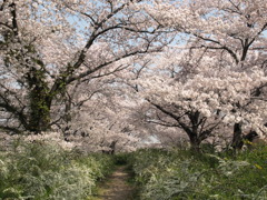 花の道