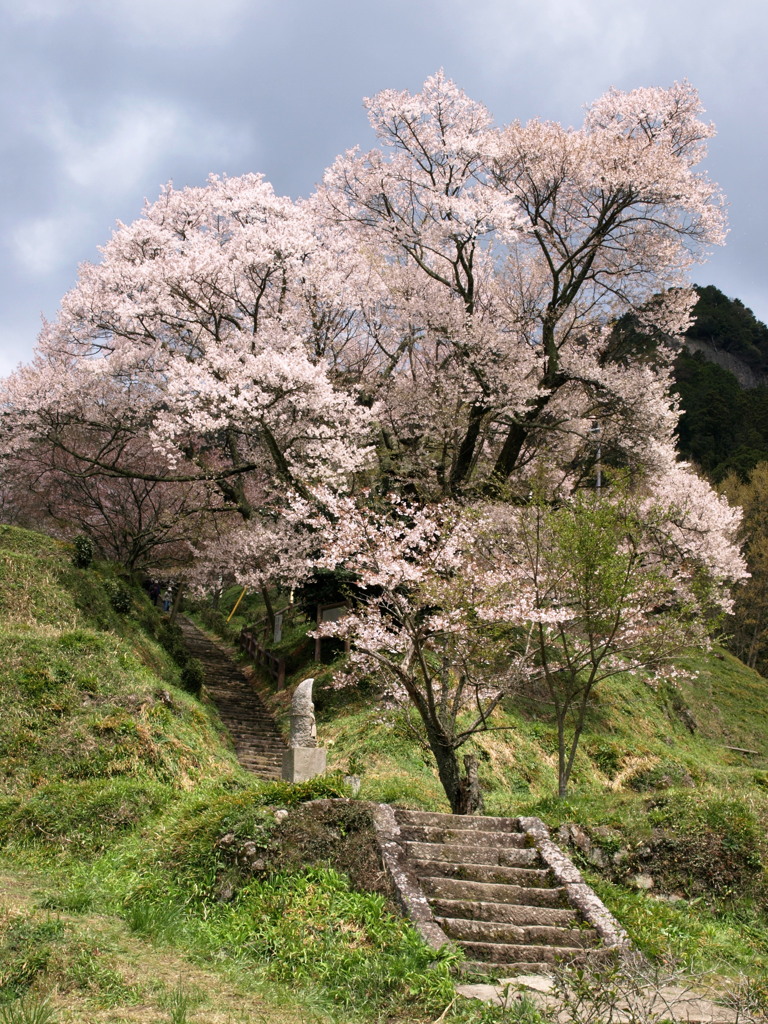 仏隆寺の桜