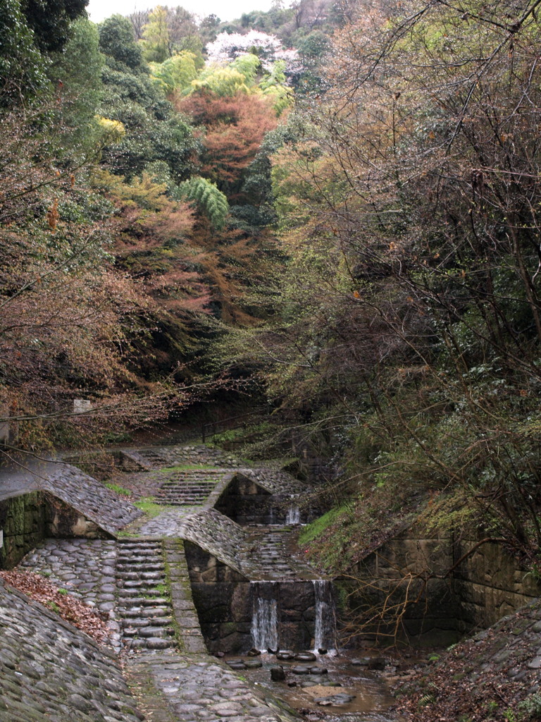 山桜