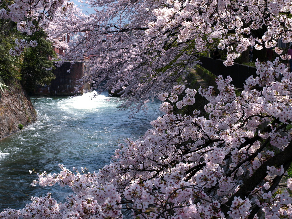 京都冷泉通りの疎水