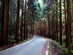 木立と道