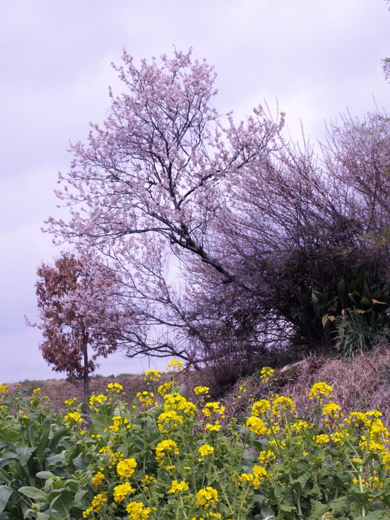 早春、桜、菜の花