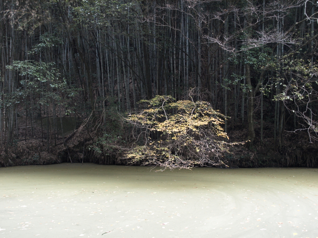 沼