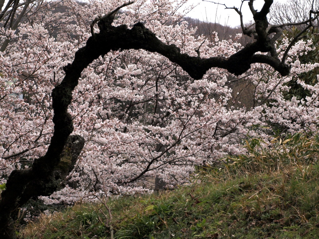 ドラゴン桜