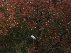 秋と白鷺