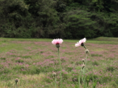 蓮華畑に矢車草