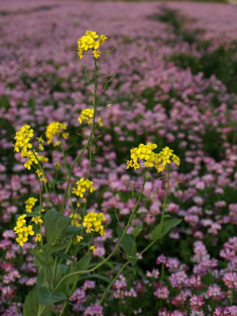 夕暮れ時、菜の花と蓮華畑