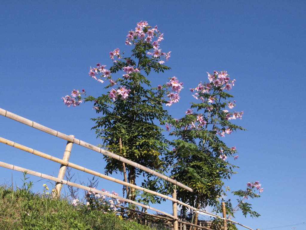 紫の花