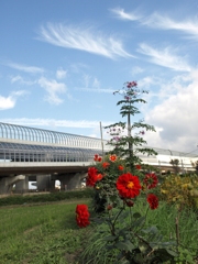 ほうき雲