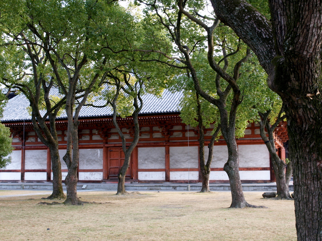 東寺　楠の木の森