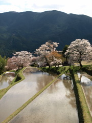 三多気の桜