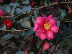 山茶花