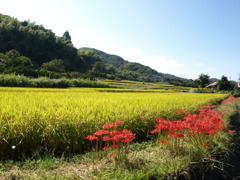 交野の里山