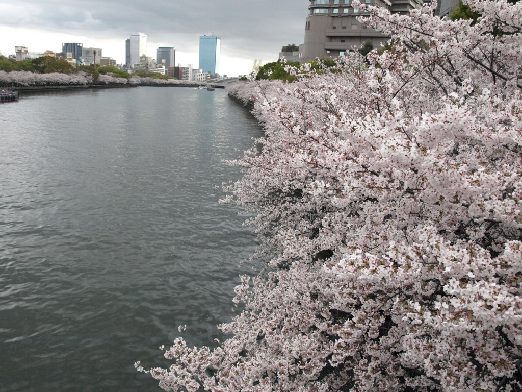 天満の桜