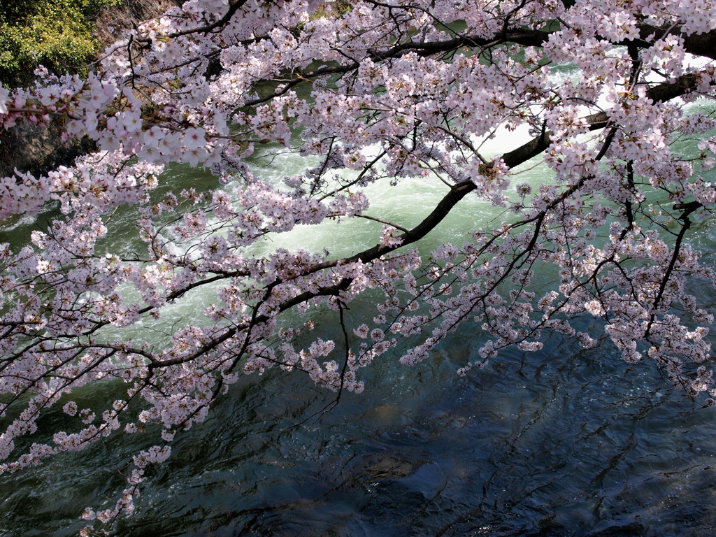 平安神宮手前、疎水と桜