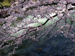 平安神宮手前、疎水と桜