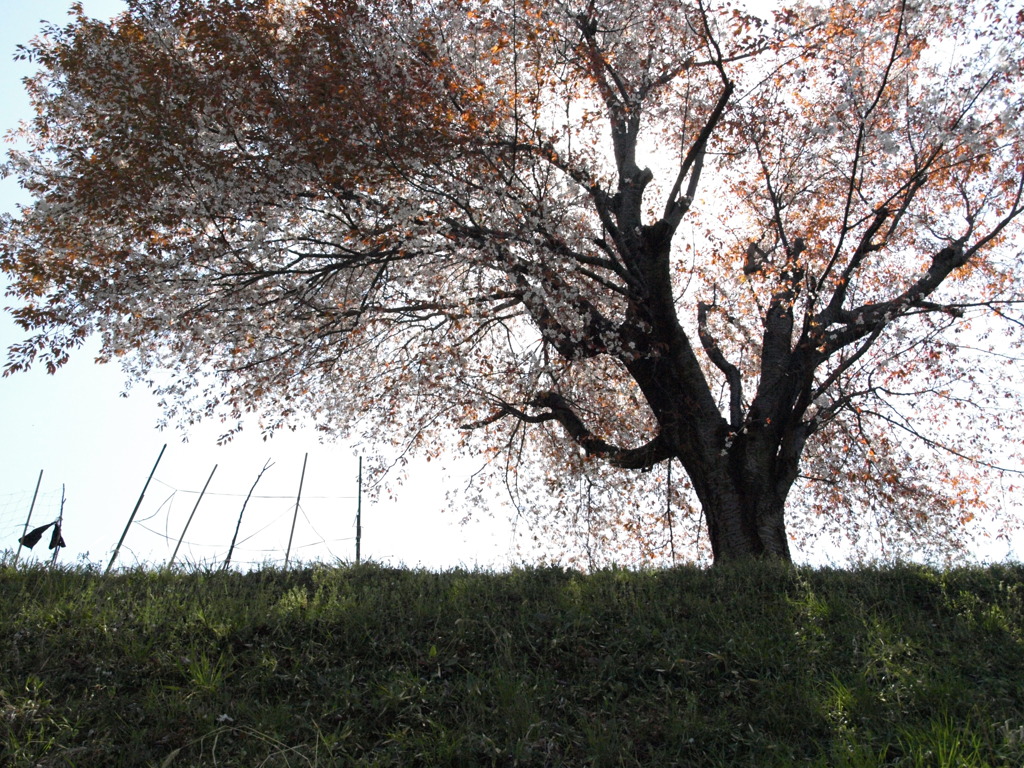 土手の上の山桜