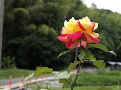 傍示峠道と薔薇