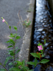 ろぼうの花