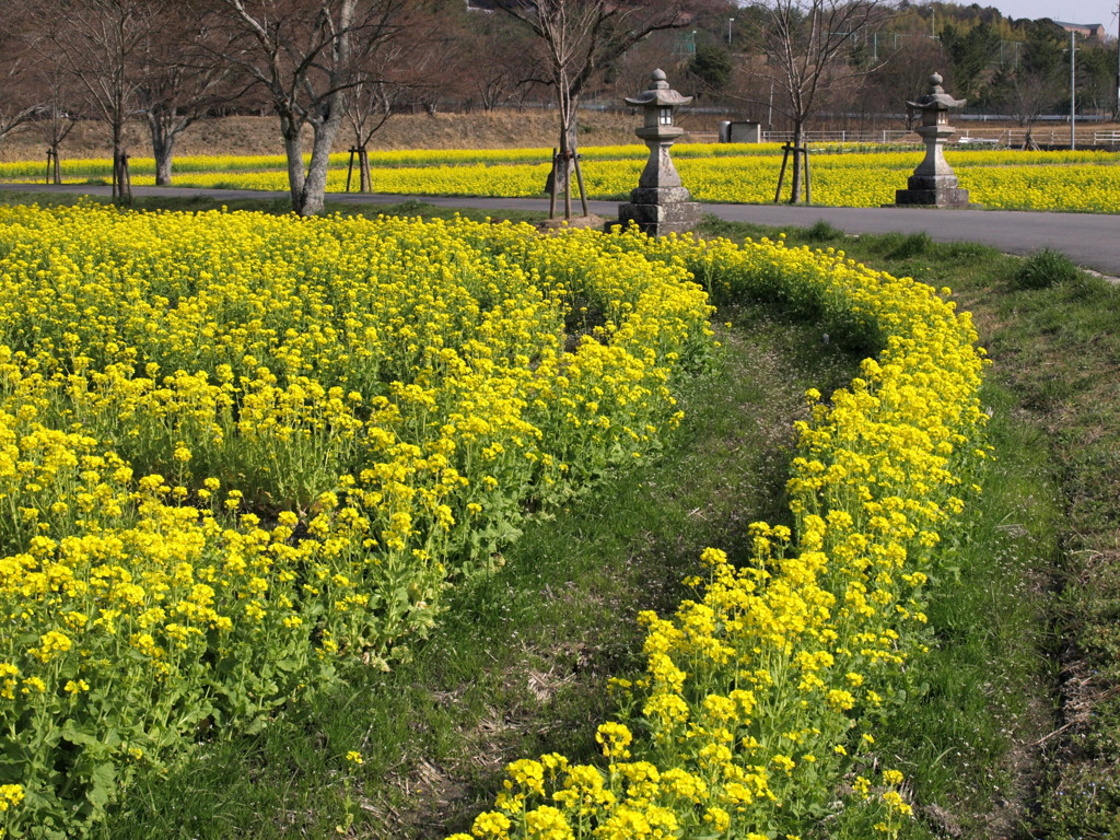 菜の花と燈篭