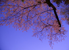 夜更けに映える桜