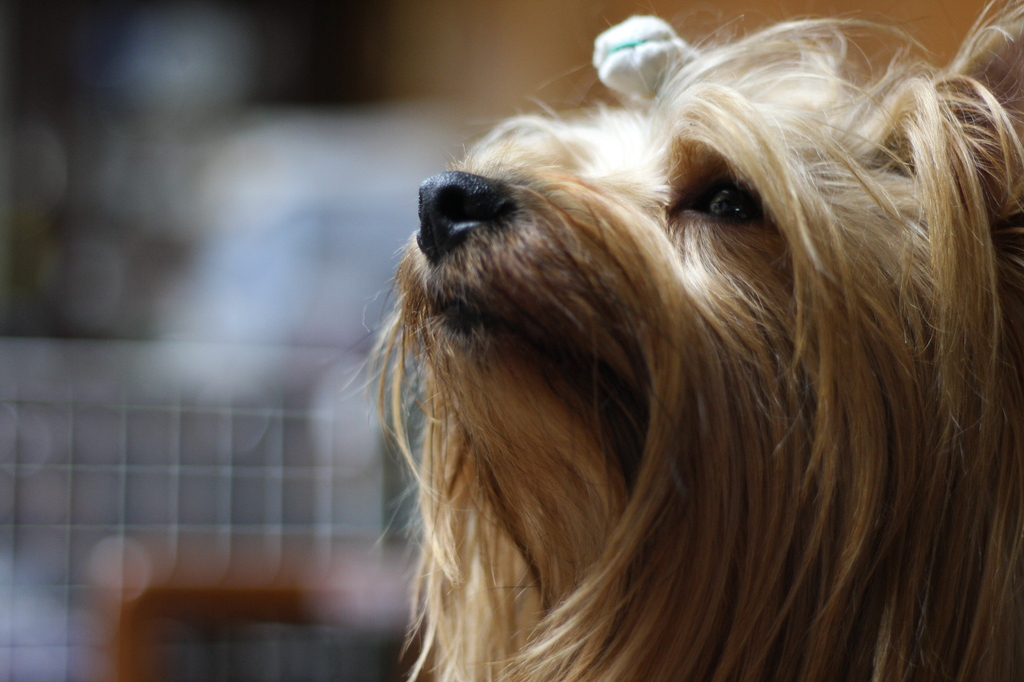 愛犬