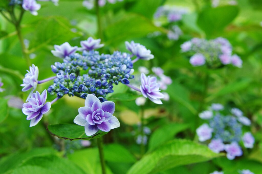 27131761073_8c8a5c2d5a_o