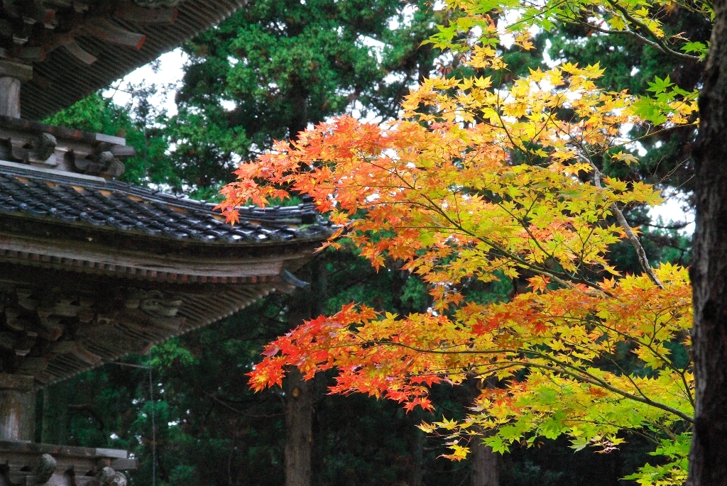 3003159370_a13f8fa081_o