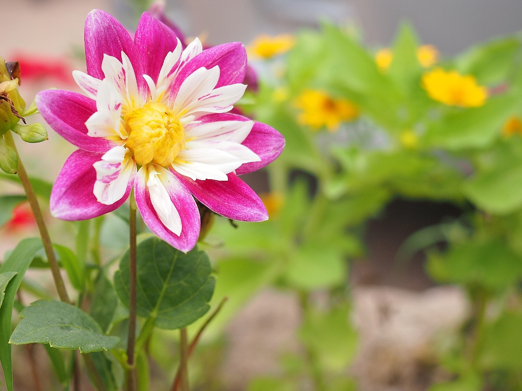 5965862462_5e4286a3da_b