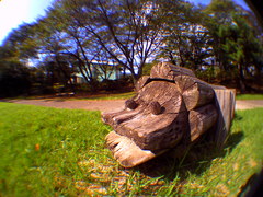 ウーパールーパー！？