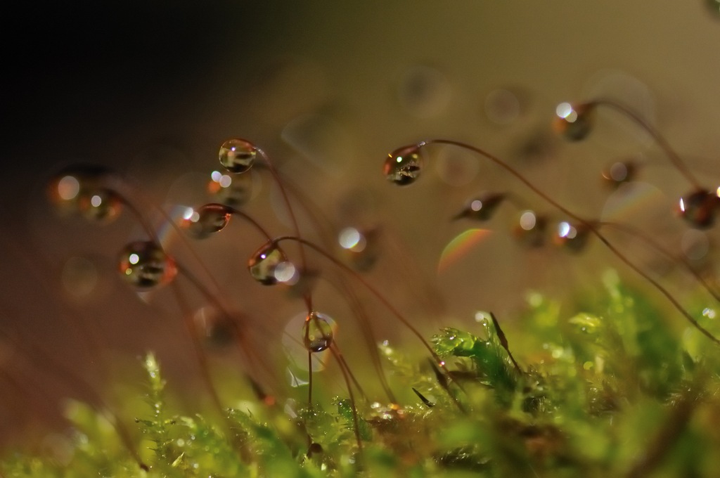 苔の花