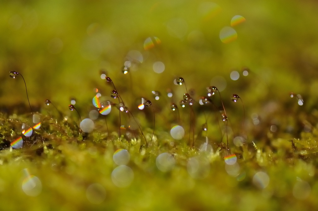 苔の花2