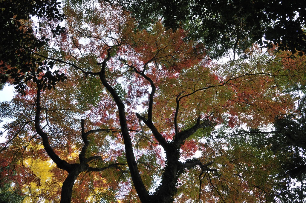 紅葉山へ分け入る